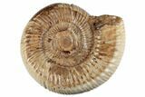6.4" Jurassic Ammonite (Perisphinctes) - Madagascar - #191433-1